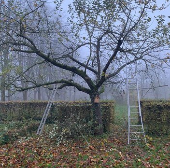 Stages,cours Taille restauration vieux fruitiers