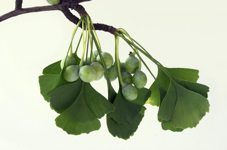 Loisirs Visite Parc  L’Évolution végétale dans parc 