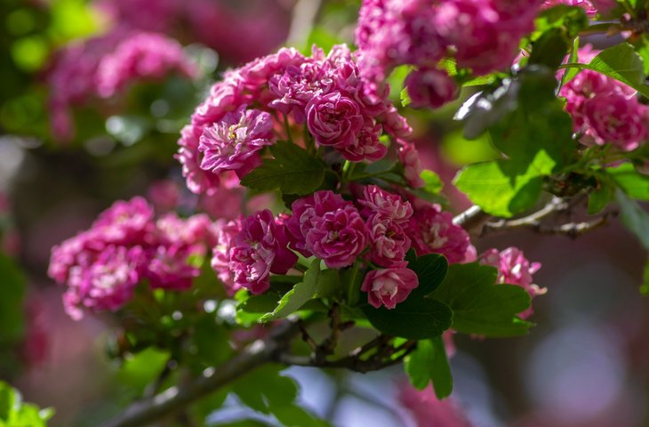 Loisirs Visite parc   plus belles floraisons mai  