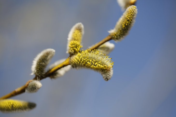 Loisirs Balade la découverte la gemmothérapie