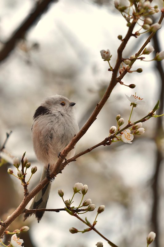 Loisirs Les oiseaux printemps