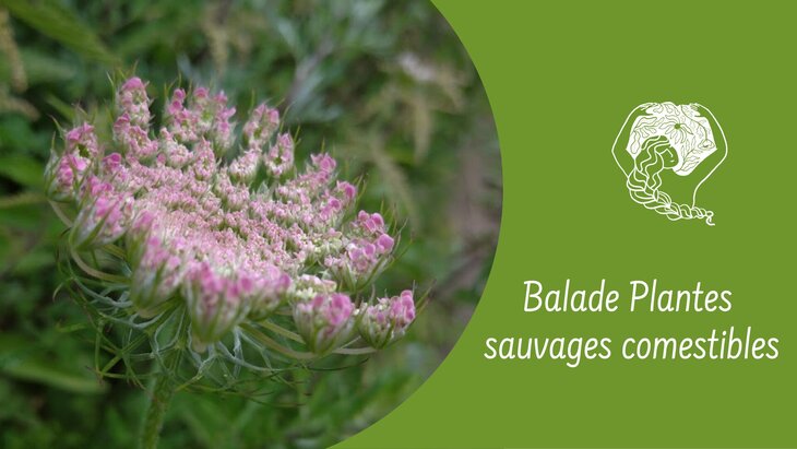 Loisirs Balade Plantes Sauvages Comestibles médicinales