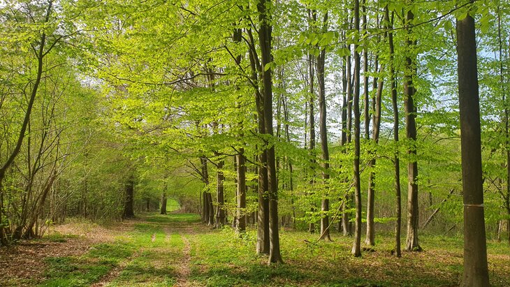 Stages,cours Marche méditative forêt