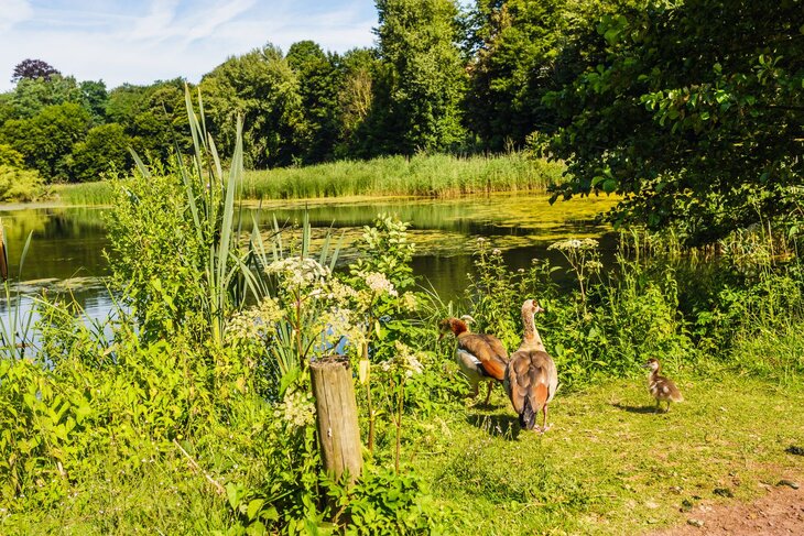 Loisirs Forêt Soignes : arbres, êtres surprenants 