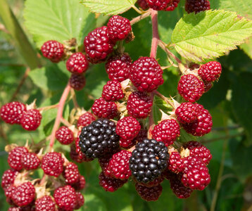 Stages,cours Atelier Taille petits fruitiers
