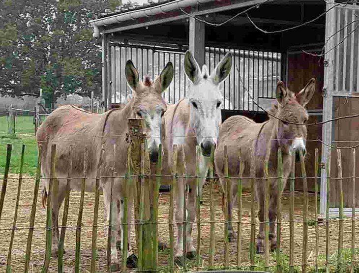 Stages,cours Âne miroir