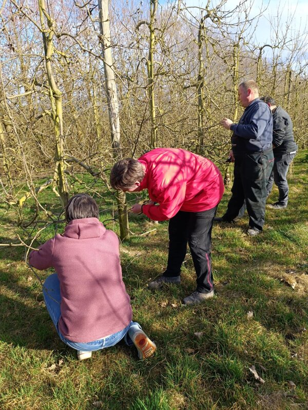 Stages,cours Initiation la taille - Focus la formation pommiers