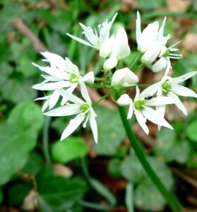 Stages,cours Atelier cuisine  Ail ours 