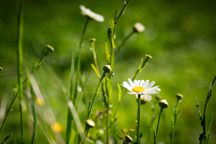 Loisirs Balade  Jardin comestibles 