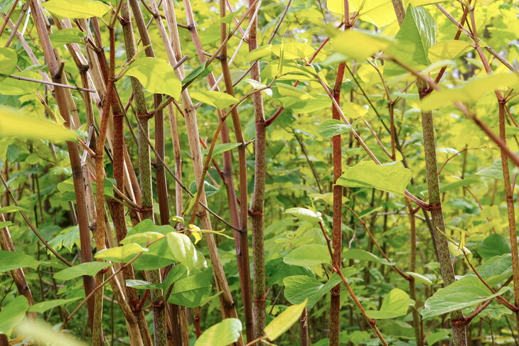 Loisirs Balade  Plantes toxiques & envahissantes 