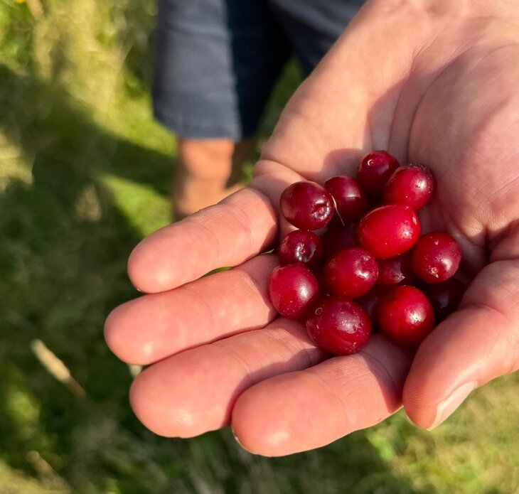 Loisirs Balade  Petits fruits d automne 