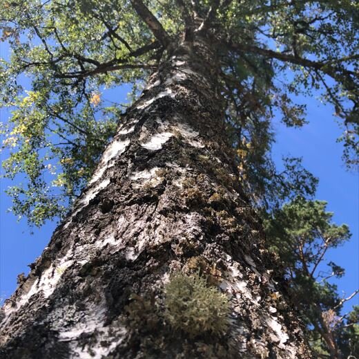 Loisirs Balade  Les arbres nourriciers 