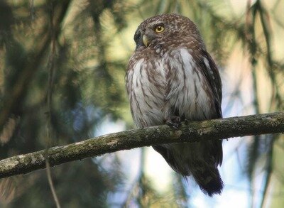 Spectacles Projection documentaire Forêt vivante »