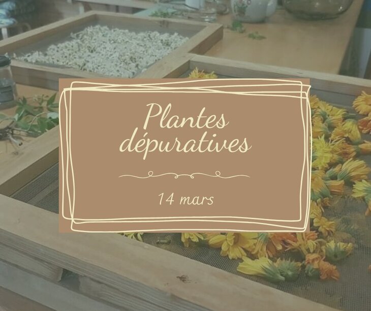 Stages,cours Formation - plantes dépuratives