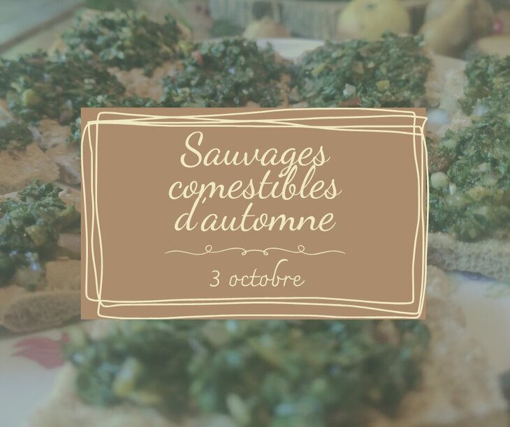 Stages,cours Formation - sauvages comestibles d automne