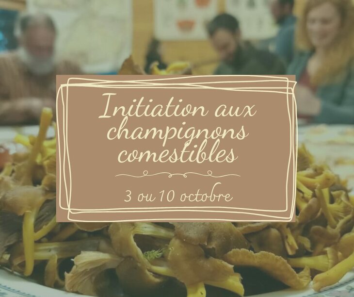 Stages,cours Formation - initiation champignons comestibles