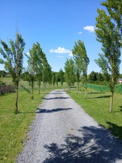 La brocante privé mouton blanc