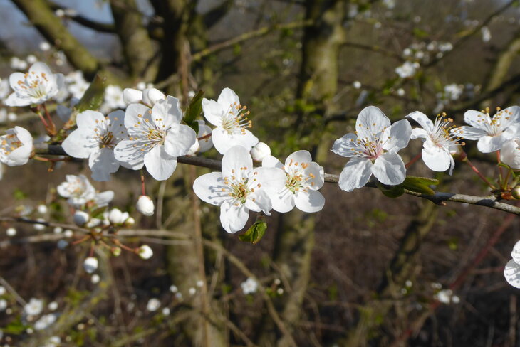 Stages,cours L’explosion la nature la Motte Manant