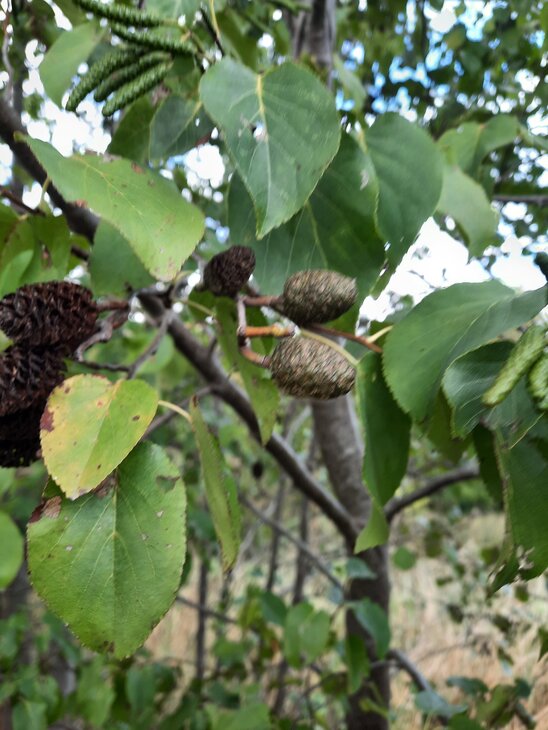 Stages,cours Les fruits cachés la Motte Manant