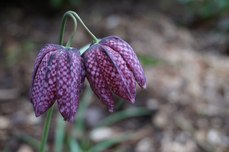 Loisirs Visite guidée  Les fleurs leur nom 