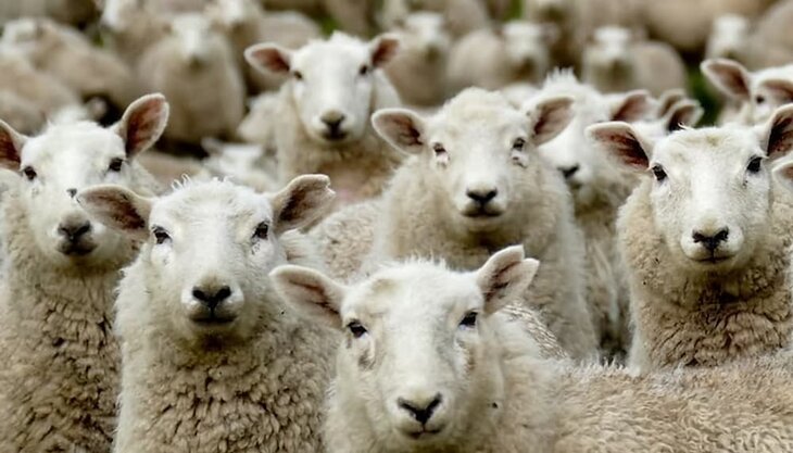 Conférences Tous moutons : complots partout ?