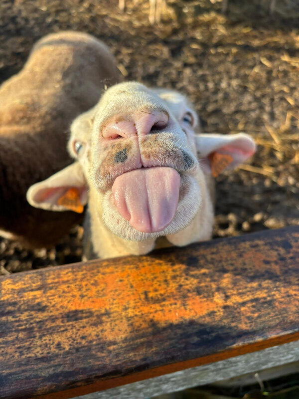 Loisirs Dimanches Chant Cailles