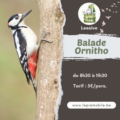 Loisirs Balade ornitho : la découverte pics la héronnerie