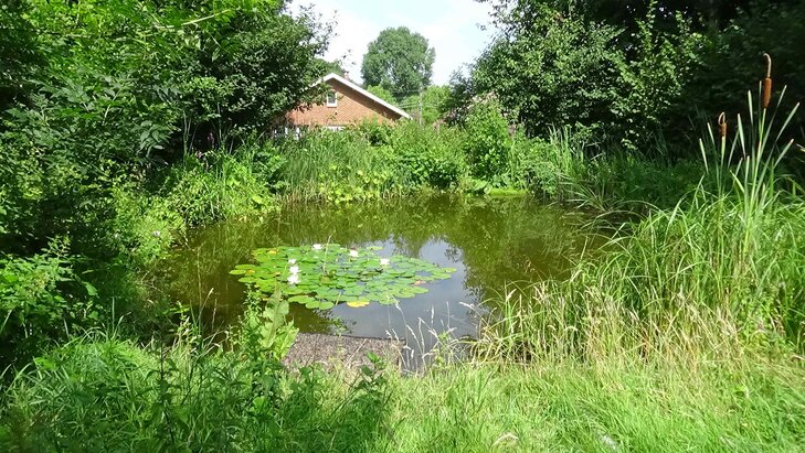 Loisirs Création d une mare naturelle pour plus biodiversité