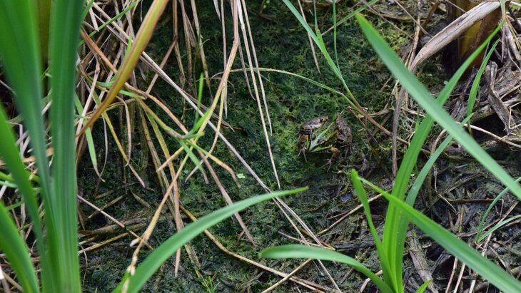Loisirs Rendez-vous Nature - Tinta marre la mare