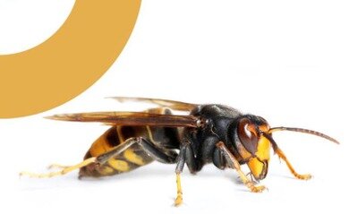 Conférences Invitation Conférence - Frelon asiatique & pollinisateurs