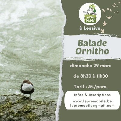 Loisirs Sortie ornitho : Cincle plongeur