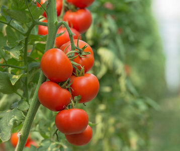 Stages,cours Atelier Semis