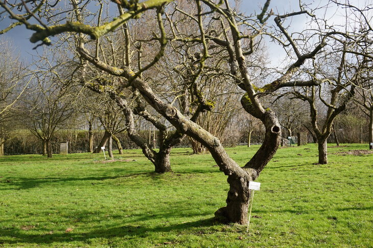 Loisirs Visite guidée thématique :  Les micro-habitants arbres 