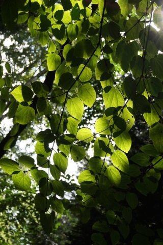 Loisirs Visite guidée thématique A rencontre l arbre »