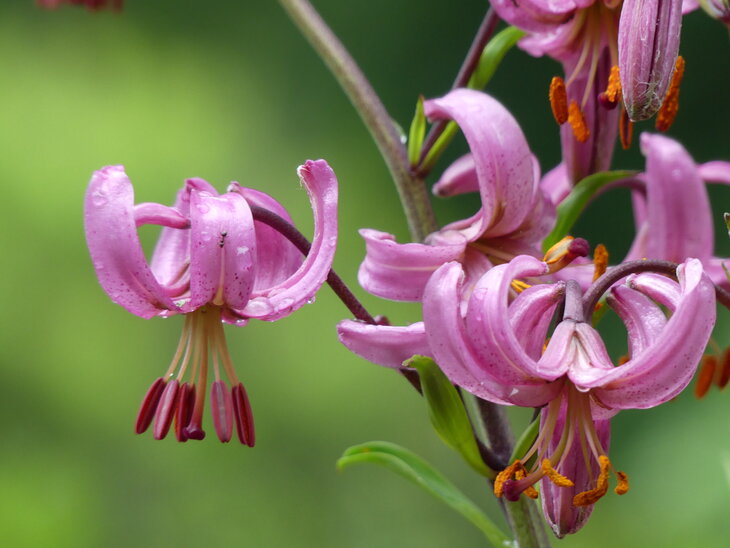 Loisirs Visite guidée thématique  1001 Façons d être fleur 