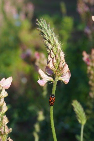 Loisirs Visite guidée thématique  Relation plantes-insectes 