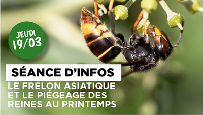 Conférences Soirée d’informations : frelon asiatique