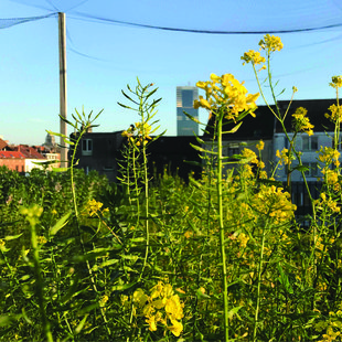 Loisirs Une visite la ferme urbaine