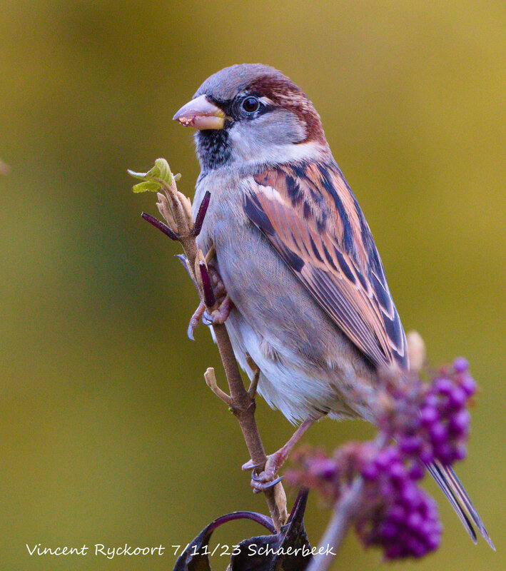 Loisirs Balade la découverte moineaux