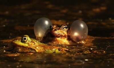 Loisirs A rencontre nos grenouilles nos crapauds avec Guides-Nature Collines