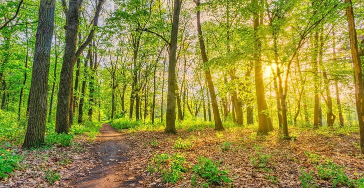Loisirs Plantes comestibles médicinales bois d Havré