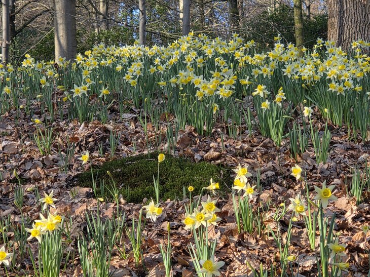 Loisirs Rando jonquilles-Marcher-prier forêt Soignes