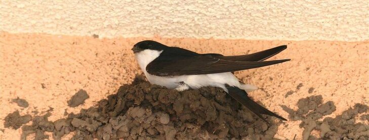 Stages,cours Les Mercredis la débrouille - Aidons hirondelles