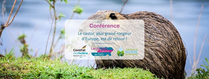 Conférences Le castor, plus grand rongeur d’Europe, de retour 