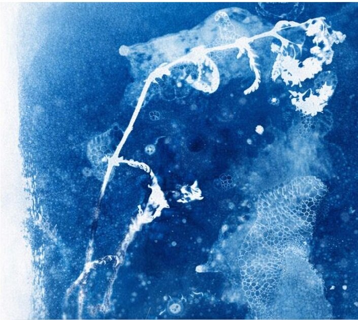 Stages,cours Cyanotype botanique