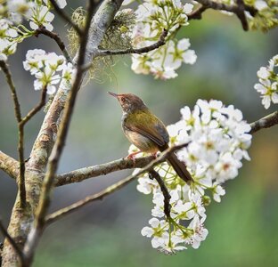 Loisirs Nature, boutures teinture