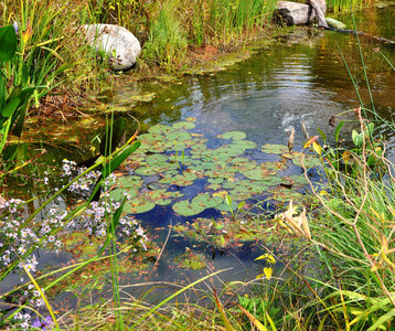 Loisirs À découverte la mare