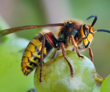 Conférences Apéro-conférence le frelon pattes jaunes frelons asiatiques