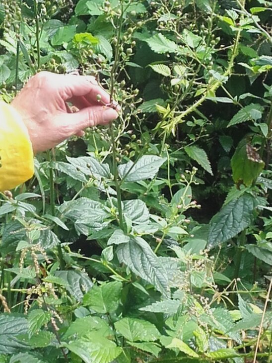 Loisirs Découverte fleurs, baies plantes comestibles