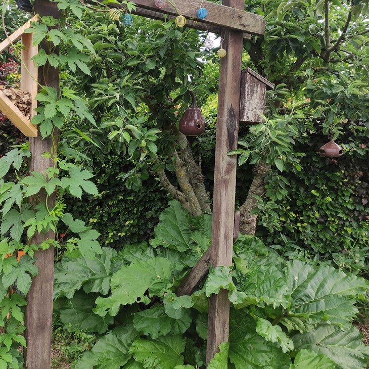 Stages,cours Cycle : jardin-forêt comestible